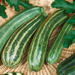 Cocozelle Courgette Plant (italian Heirloom) | 6 x Jumbo Plugs | Green