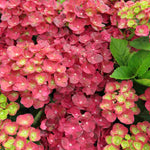 Hydrangea Macrophylla 'rebellion Pistachio Love' 12cm Pot | Set-of-1 | Green