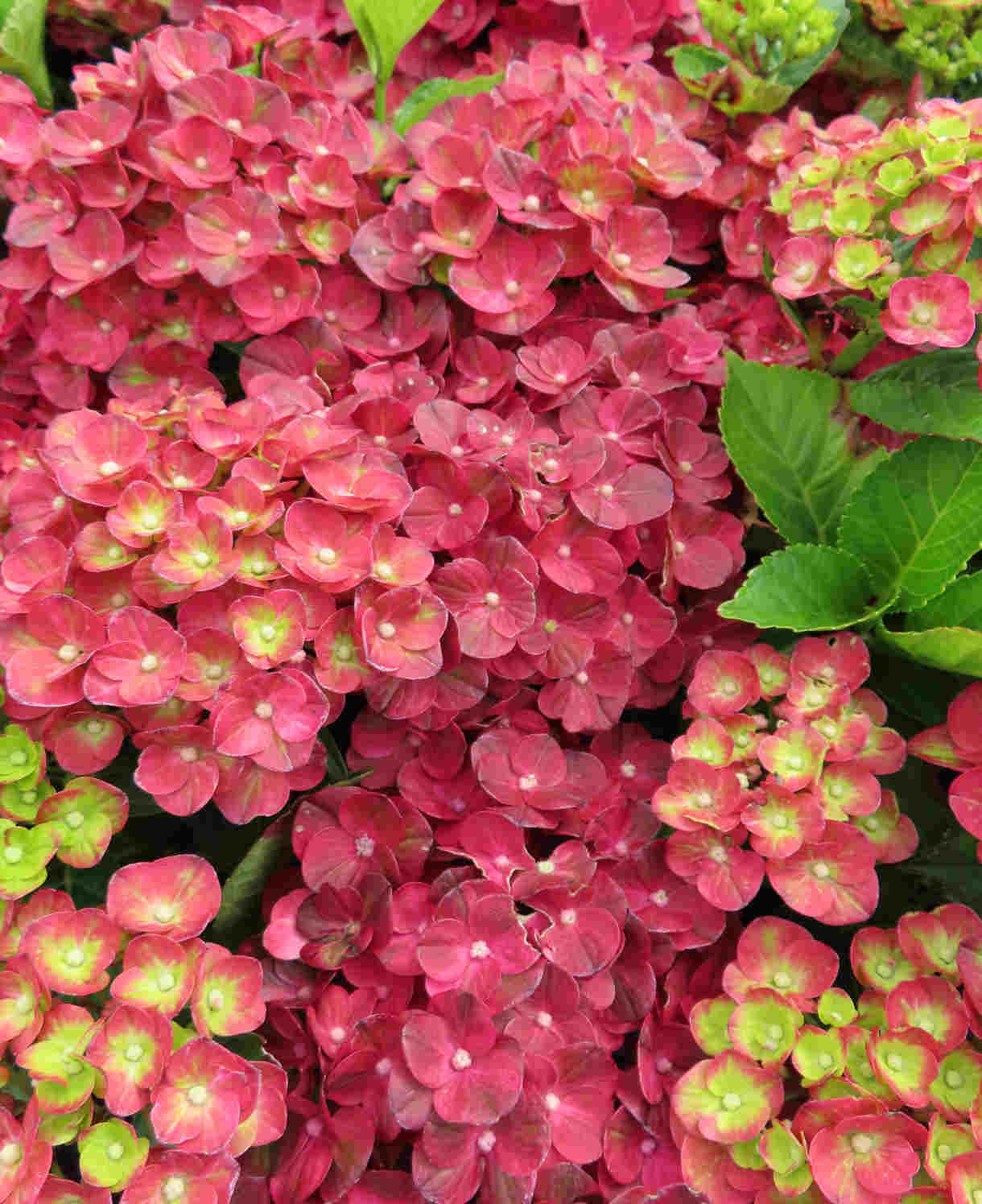 Hydrangea Macrophylla 'rebellion Pistachio Love' 12cm Pot | Set-of-1 | Green