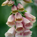 Everlasting Perennial Collection - plug plants | Set of 10 | Multi