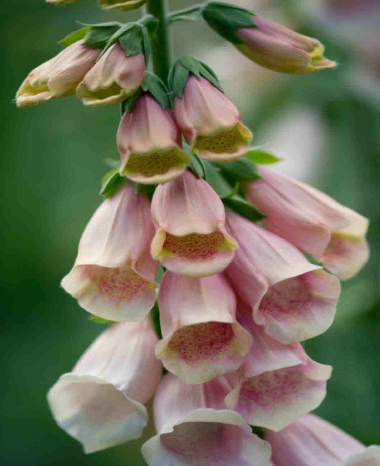 Everlasting Perennial Collection - plug plants | Set of 10 | Multi