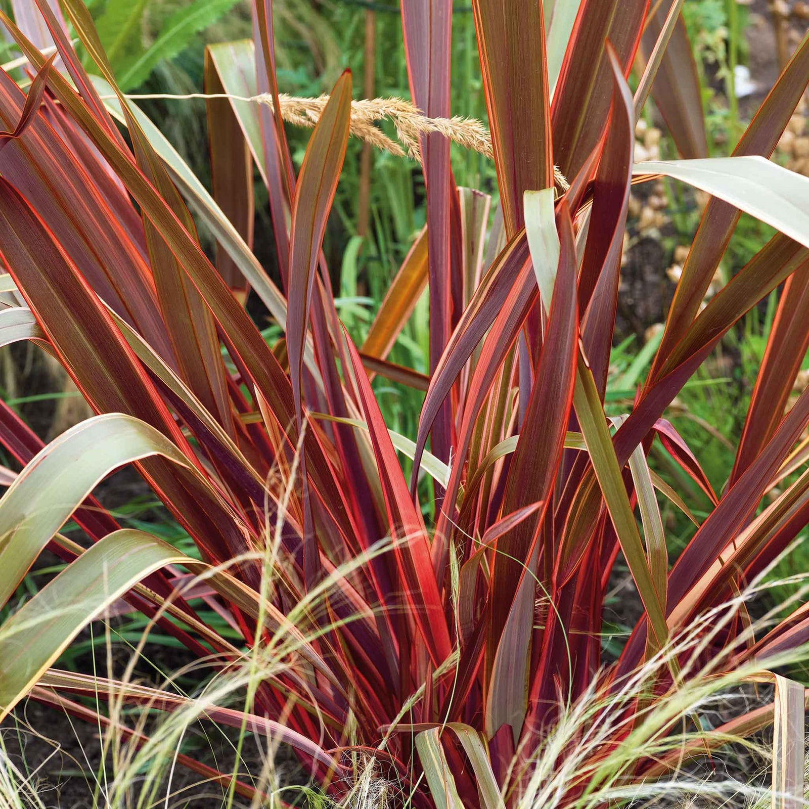 Phormium 'maori Queen' Evergreen, Drought-tolerant Border Plant | 1 x 9cm | Green & Pink
