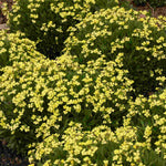 Hayloft Erysimum Collection - Plug Plants