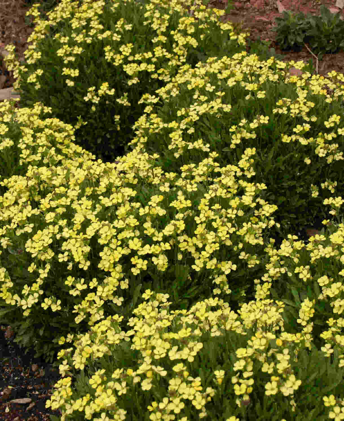 Hayloft Erysimum Collection - Plug Plants
