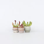 Pitcher Plant - 3 Pcs. - Sarracenia Purpurea - Height 10cm - ⌀5,5cm | Set of 3 | Green