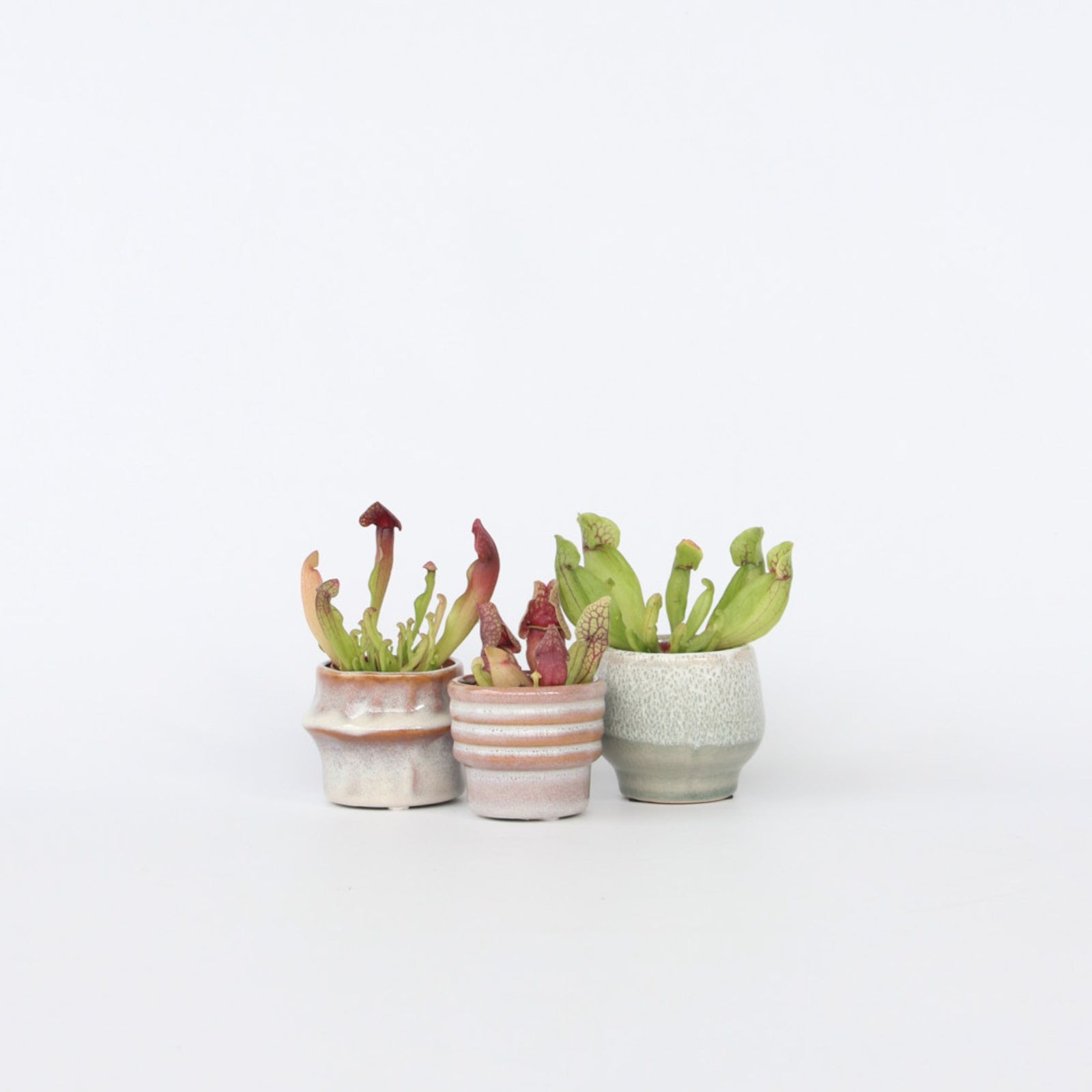 Pitcher Plant - 3 Pcs. - Sarracenia Purpurea - Height 10cm - ⌀5,5cm | Set of 3 | Green