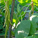 Runner Bean Firestorm | 12 x Pro Grower Plugs | Red