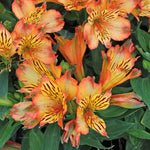 Alstroemeria 'inticancha Bryce' Peachy Orange Compact Perennial Jumbo Plug Plants | Set of 6