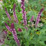 Salvia Plant Caradonna 'pink Inspiration' 70cm | 6 x Jumbo Plugs | Pink