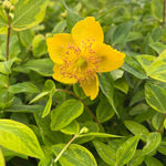 Hypericum X Moserianum Little Misstery - Unusual Variegated Variety - 9cm Pot | 2 x 9cm | Yellow
