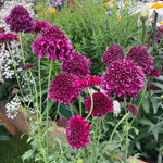 Scabious 'dark Purple Scoop' Deep Purple Perennial, 60–75cm | 12 x Plug Plants | Dark Purple