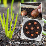 Tulip World Friendship — Primrose Yellow | 10 x Bulbs | Yellow
