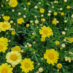 Hayloft Argyranthemum Collection - Marguerite Daisy Set Of 5 Young Plants