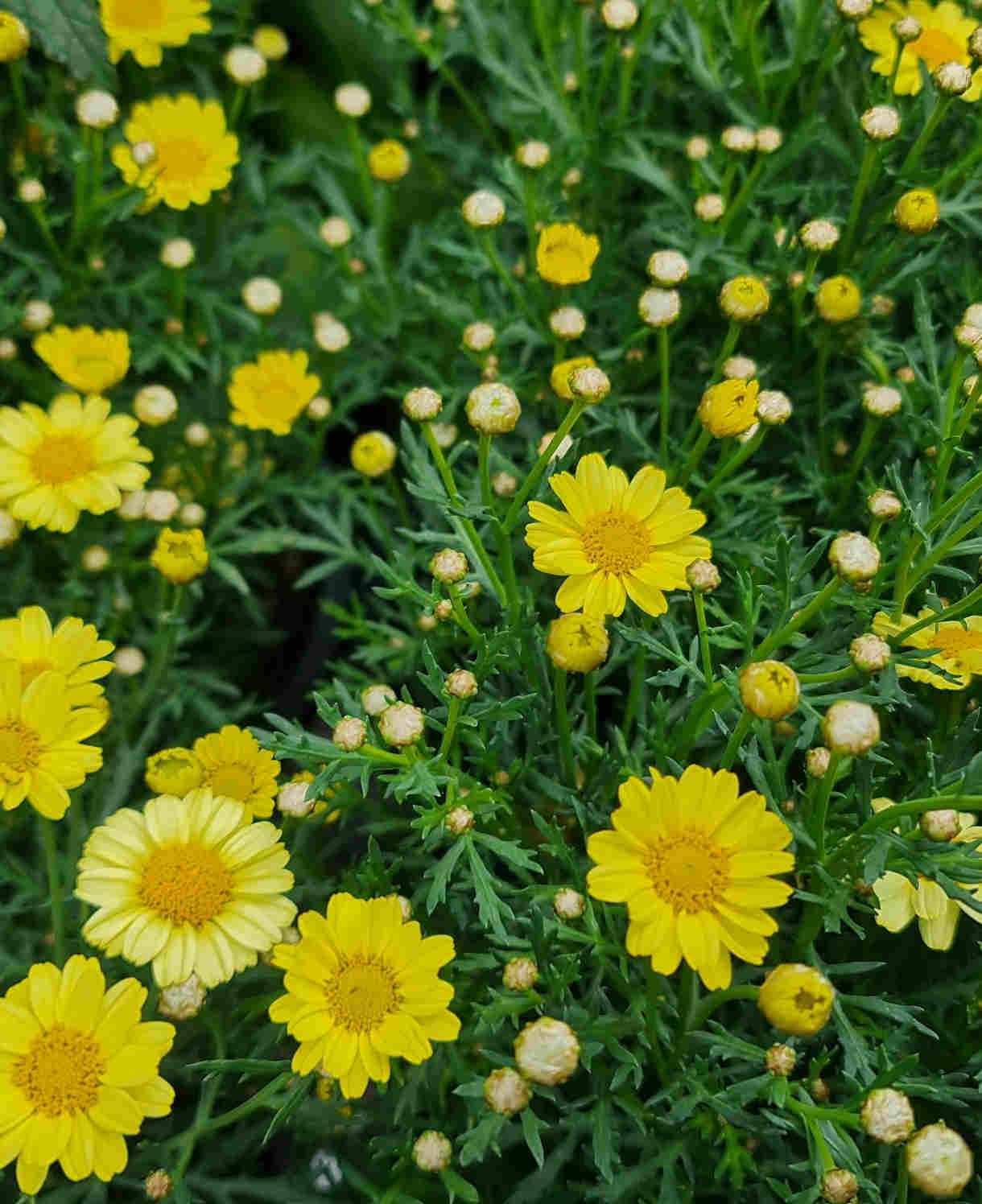 Hayloft Argyranthemum Collection - Marguerite Daisy Set Of 5 Young Plants