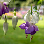 Fuchsia 'deltas Sarah' - Hardy Blue And White Flowering Fuchsia | 3 x Jumbo Plug Plants | Blue & White