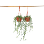String Of Dolphins - 2 Pcs. - Senecio Peregrinus - Height 10-20cm - ⌀12cm | Set of 2 | Green