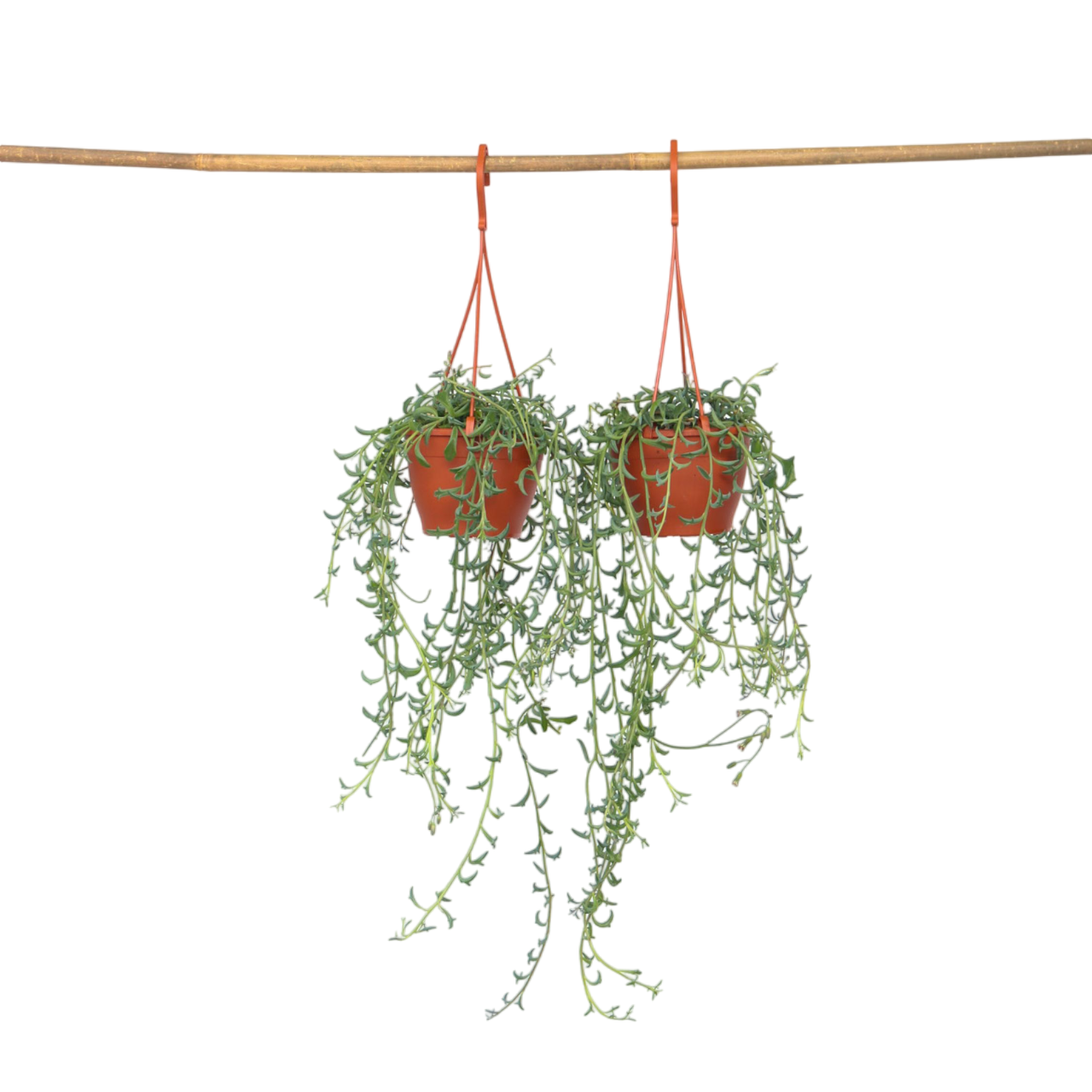 String Of Dolphins - 2 Pcs. - Senecio Peregrinus - Height 10-20cm - ⌀12cm | Set of 2 | Green