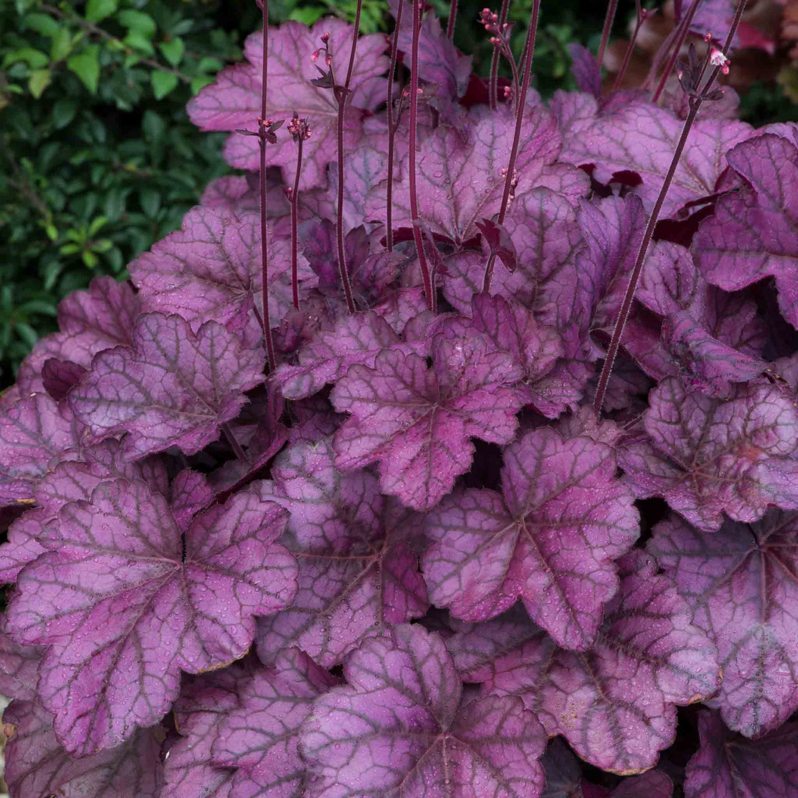 Heuchera 'wild Rose', Rose-purple Foliage And Rose-pink Summer Blooms | 3 x 9cm | Multi