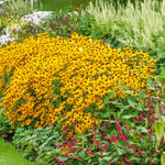 Rudbeckia 'goldsturm' Hardy Perennial | Set of 1