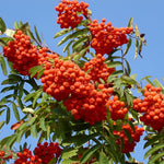 Sorbus Cardinal Royal Mountain Ash Tree 6ft Tall Supplied In A 12 Litre Pot