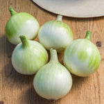 Walla Walla Sweet Onion Plant Seedlings | Set of 20