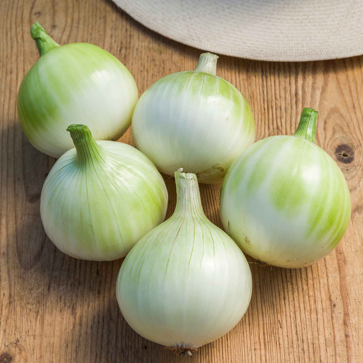 Walla Walla Sweet Onion Plant Seedlings | Set of 20