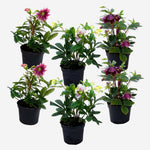 Lenten Rose - Helleborus Orientalis - Height 20-30cm - ⌀12cm | Set of 6 | Purple