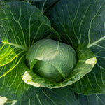 Spring Cabbage Durham Early Compact Early-maturing 12 Garden-ready Plants | Set of 12 | Green