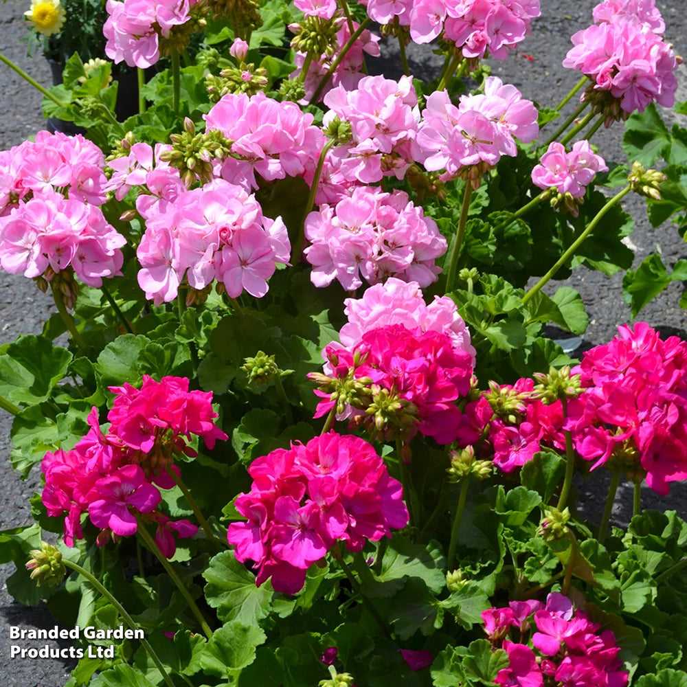 Geranium Jackpot Candyfloss Mix Garden Ready Plants | 12 x Garden Ready Plants