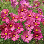 Cosmos 'xsenia' Seeds | 100 Seeds