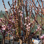 Peach 'sunset' - Patio Mini Stem Compact Peach | 1 x Tree