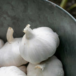 Garlic Extra Early Wight - Hardneck | Set of 2 | Ultra White