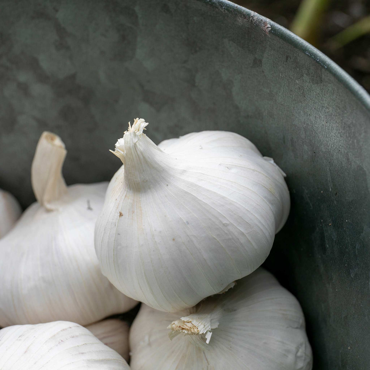 Garlic Extra Early Wight - Hardneck | Set of 2 | Ultra White
