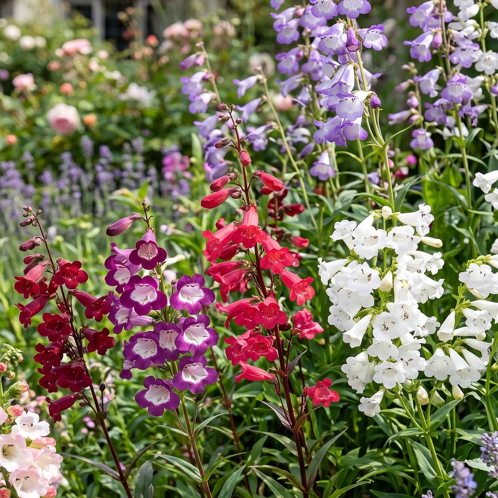 Perfect Penstemon Mix - Young Plants | 12 x Plug Plants | Multi