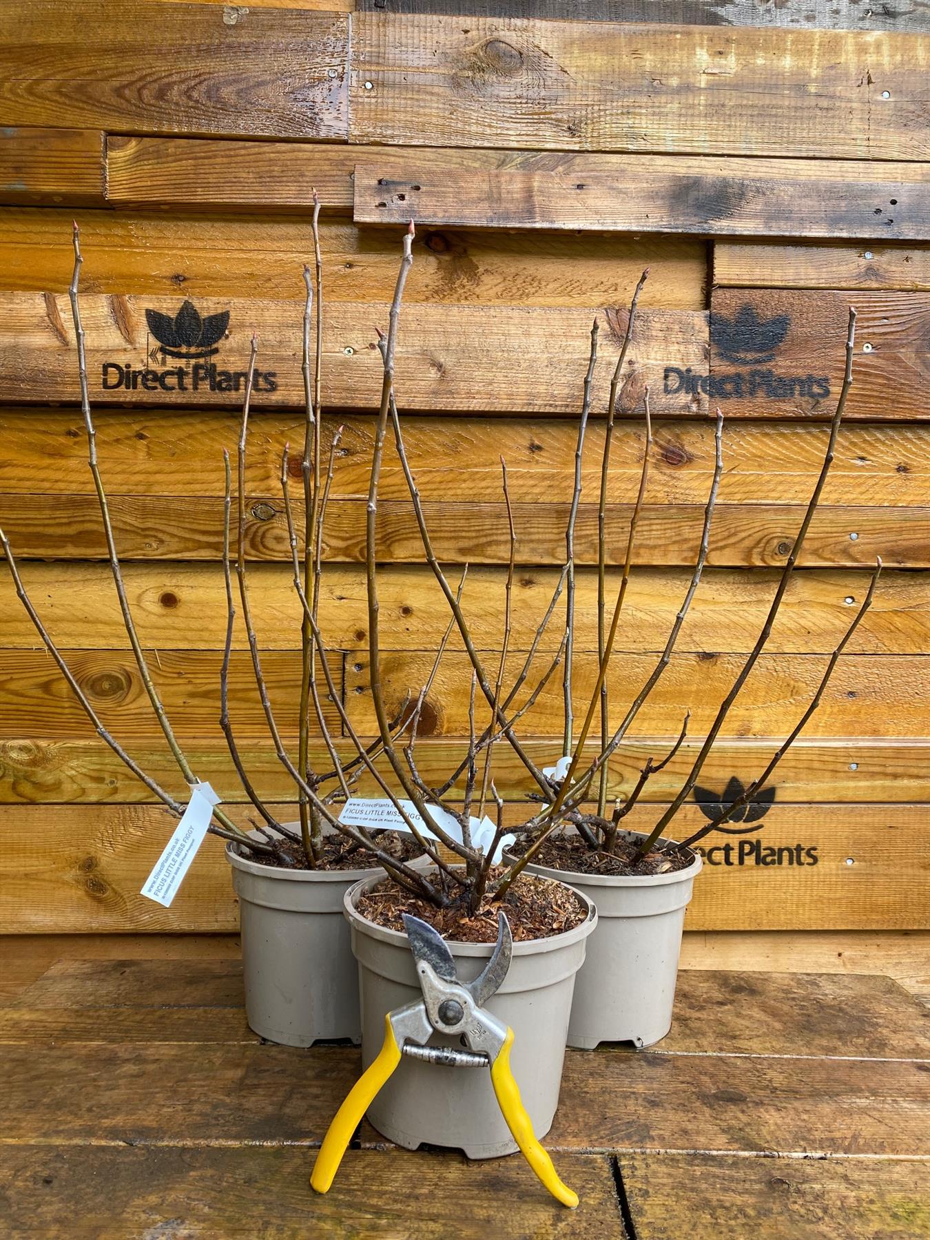 Direct Plants Extra Large Patio Ficus Little Mis Figgy Fig Tree Fruit Plant Supplied In A 3 Litre Pot