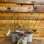 Extra Large Patio Ficus Little Mis Figgy Fig Tree Fruit Plant Supplied In A 3 Litre Pot