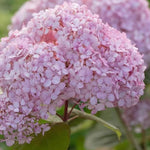 Hydrangea Candybelle Bubblegum Shrub Large In A 3 Litre Pot