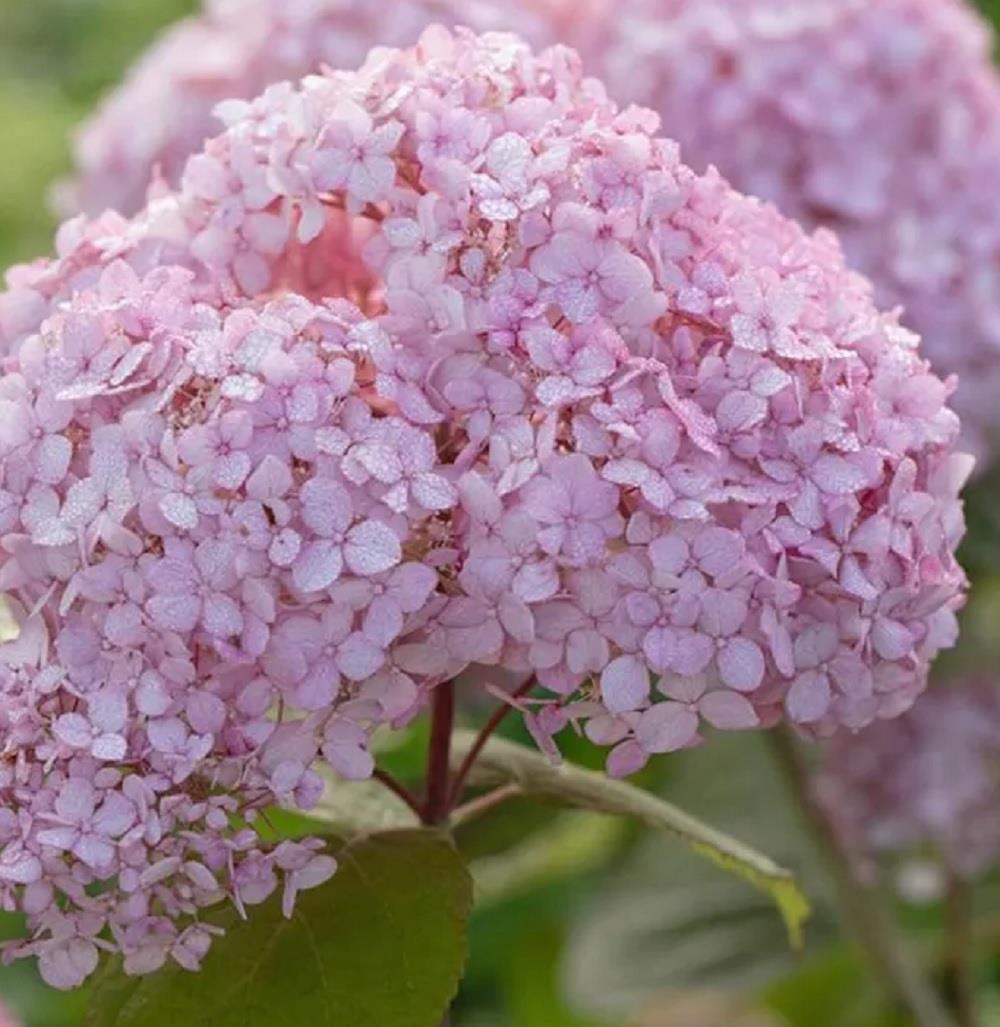 Hydrangea Candybelle Bubblegum Shrub Large In A 3 Litre Pot