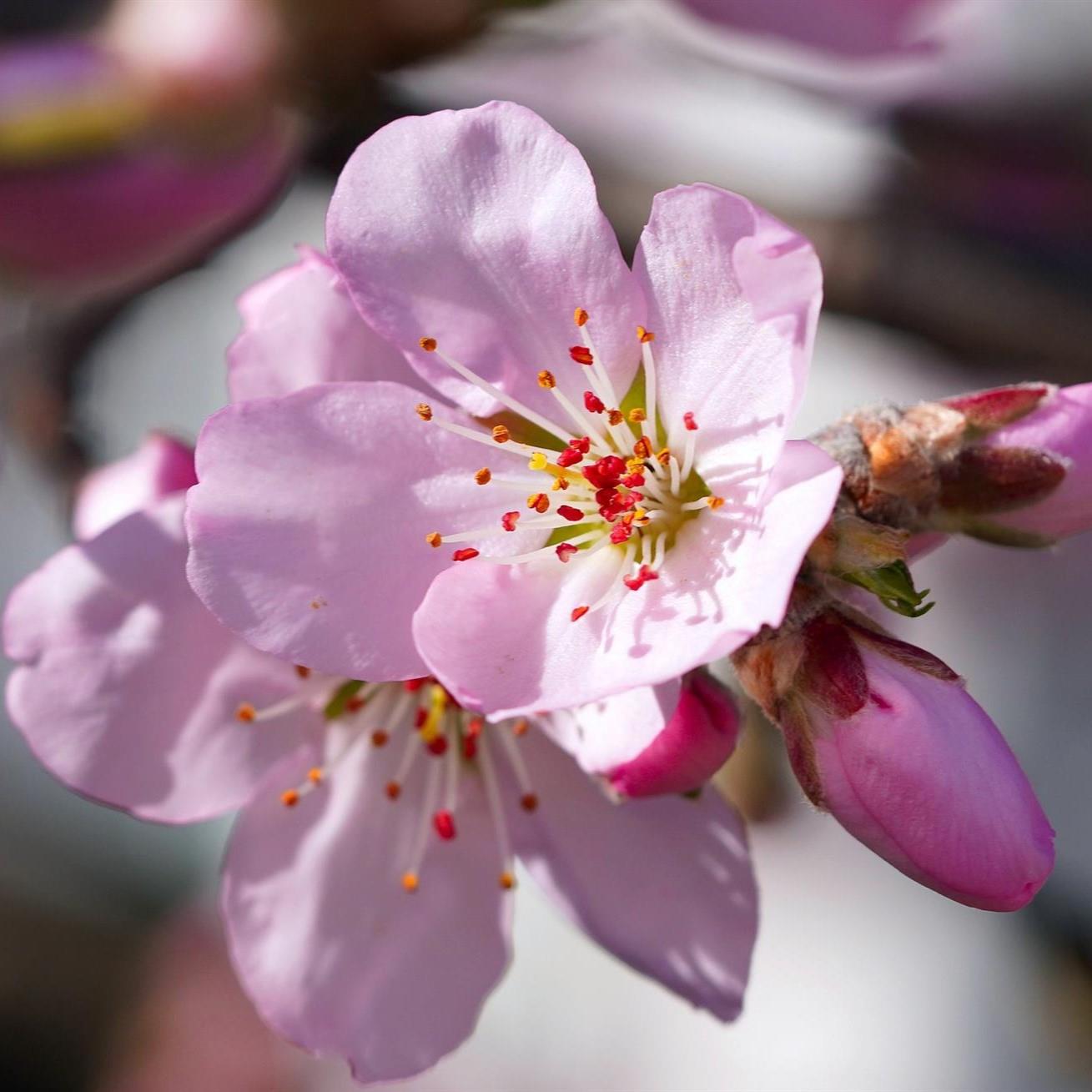 Direct Plants Sweet Eating Almond Dulcis Fruit Nut Tree 6ft Supplied In A 7.5 Litre Pot
