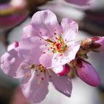 Sweet Eating Almond Dulcis Fruit Nut Tree 6ft Supplied In A 7.5 Litre Pot