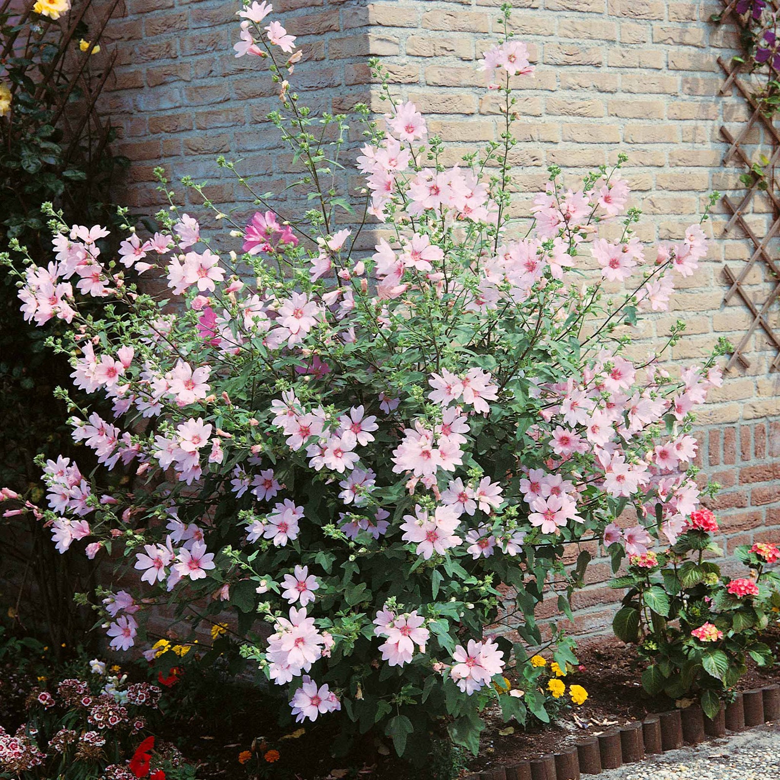 Lavatera Clementii 'barnsley Baby' - Hardy Pink Shrub | 1 x 3L