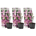 Leather Flower - 3 Pcs. - Height 25-40cm - ⌀9cm | Set of 3 | Pink