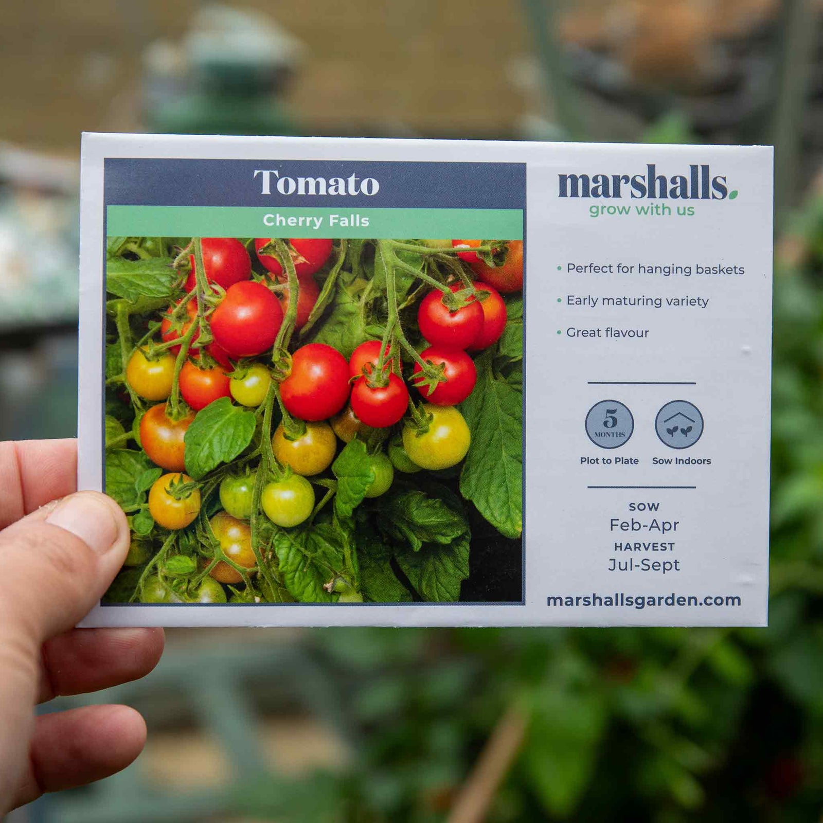 Tomato 'cherry Falls' F1 Seeds - Trailing Cherry Tomatoes | 10 Seeds