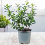 Escallonia Leavis 'pink Elle' - Compact Evergreen Shrub | 1 x 9cm | Green & Pink