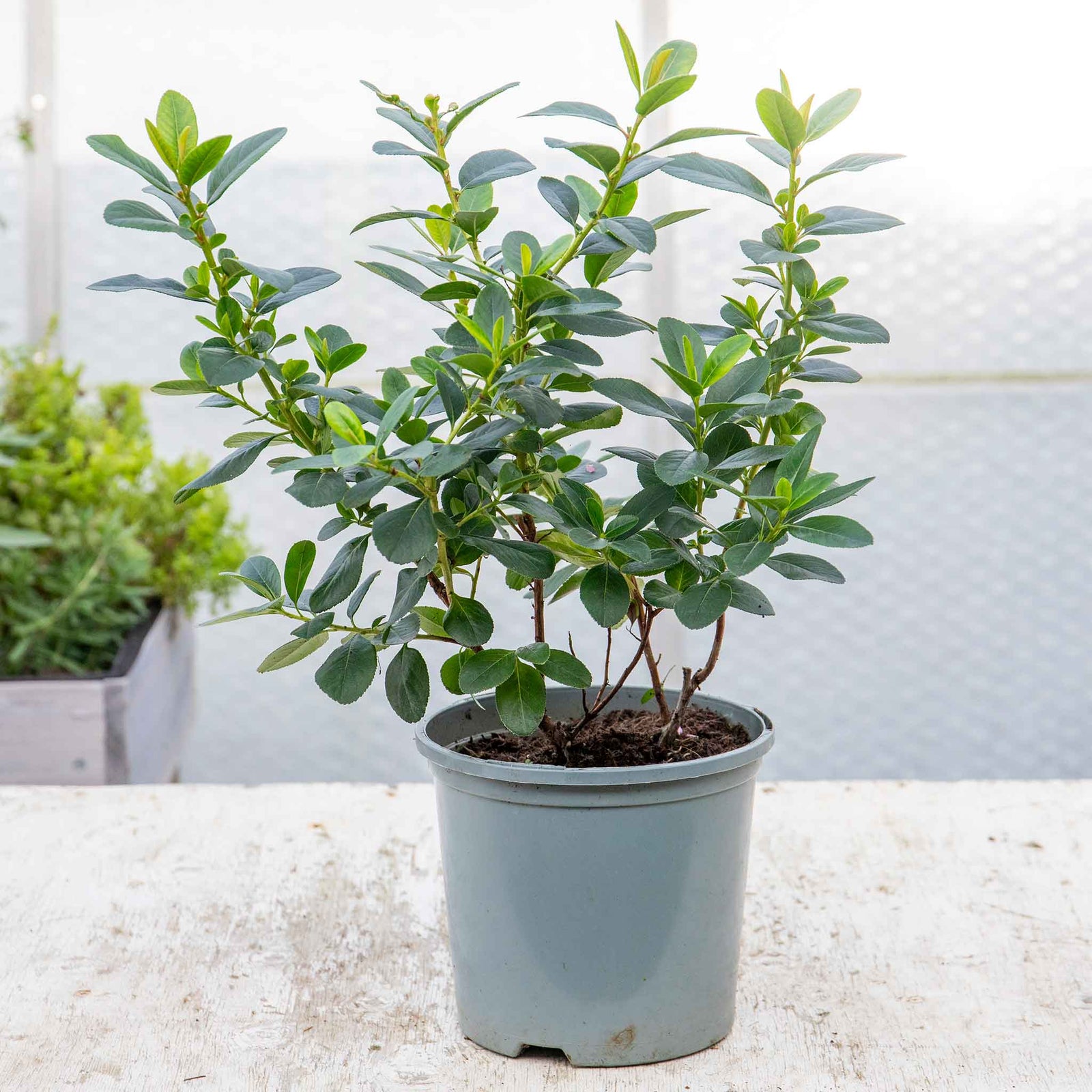 Escallonia Leavis 'pink Elle' - Compact Evergreen Shrub | 1 x 9cm | Green & Pink
