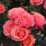 Rosa Coral Gardens - Rose Of The Year 2026 | Set-of-3