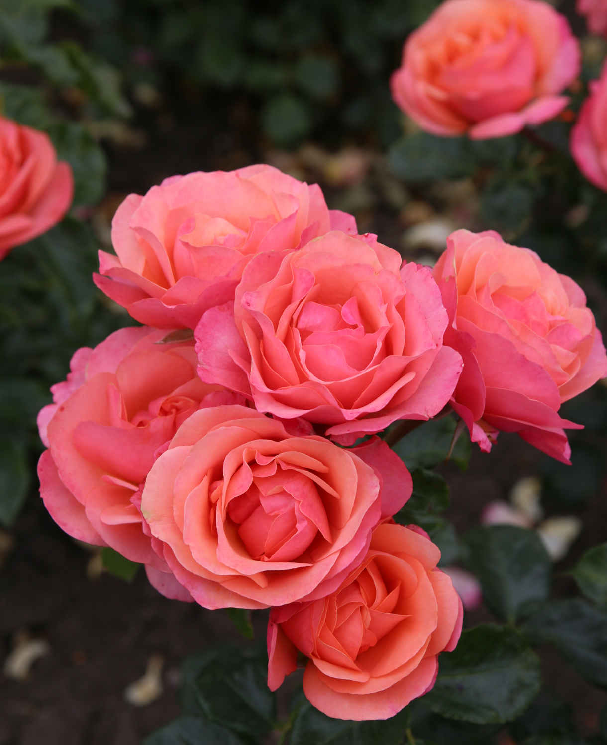 Rosa Coral Gardens - Rose Of The Year 2026 | Set-of-3