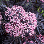 Sambucus 'cherry Lace' Compact Maroon-foliaged Shrub | 1 x 9cm | Pink