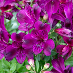 Alstroemeria 'inticancha Paraiso' Deep Purple Compact Perennial 75cm | 3 x Jumbo Plugs | Purple