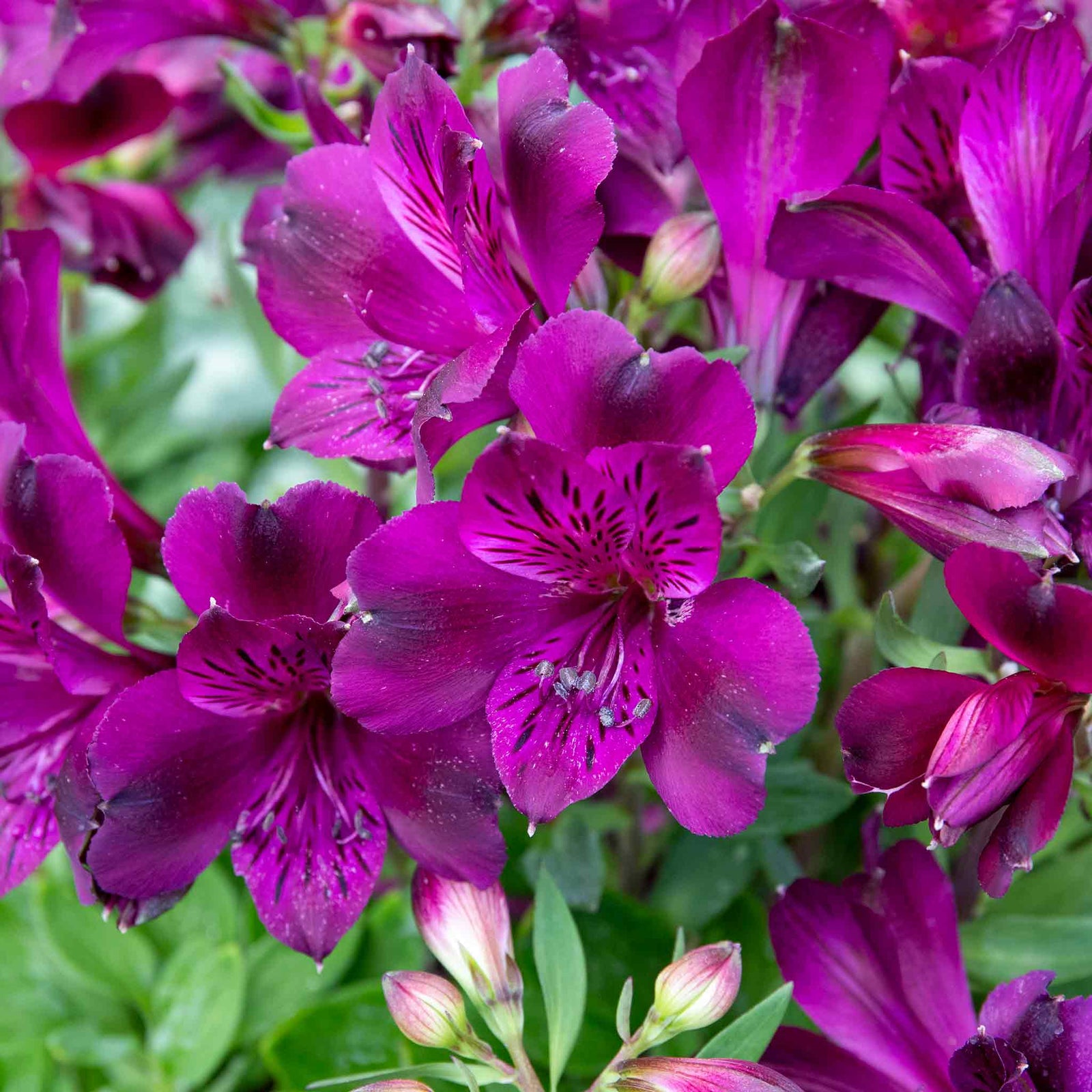 Alstroemeria 'inticancha Paraiso' Deep Purple Compact Perennial 75cm | 3 x Jumbo Plugs | Purple